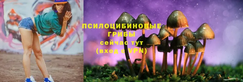 omg зеркало  что такое   Новокубанск  Псилоцибиновые грибы Psilocybe 